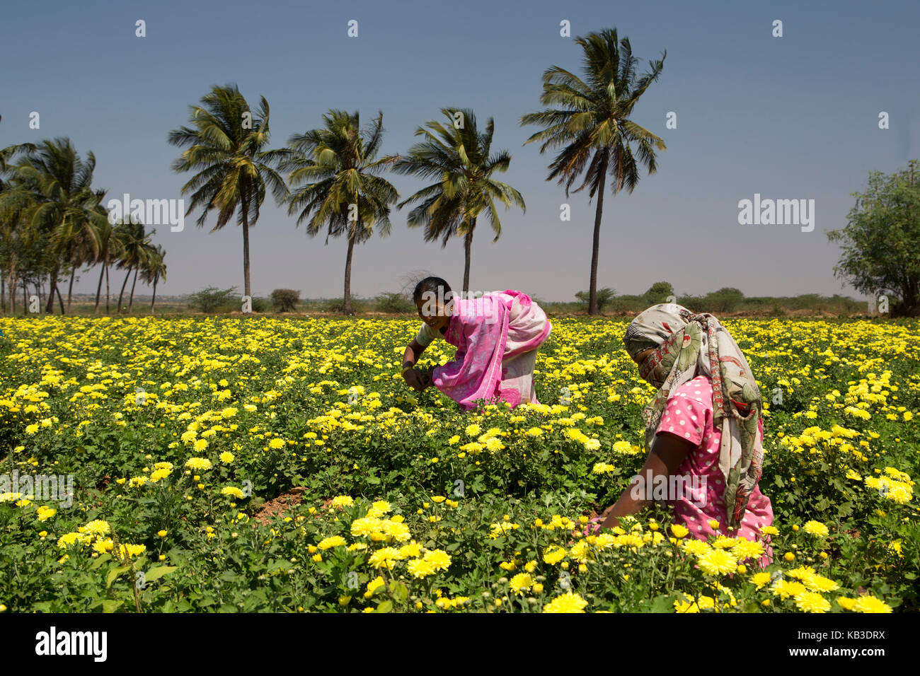 India, Karnataka, piantagione di fiori vicino tumkur Foto Stock