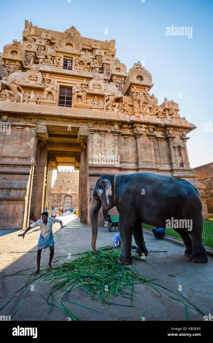India, nello stato del Tamil Nadu, thanjavur, sri brihadeshwara tempel, elefante in primo piano Foto Stock