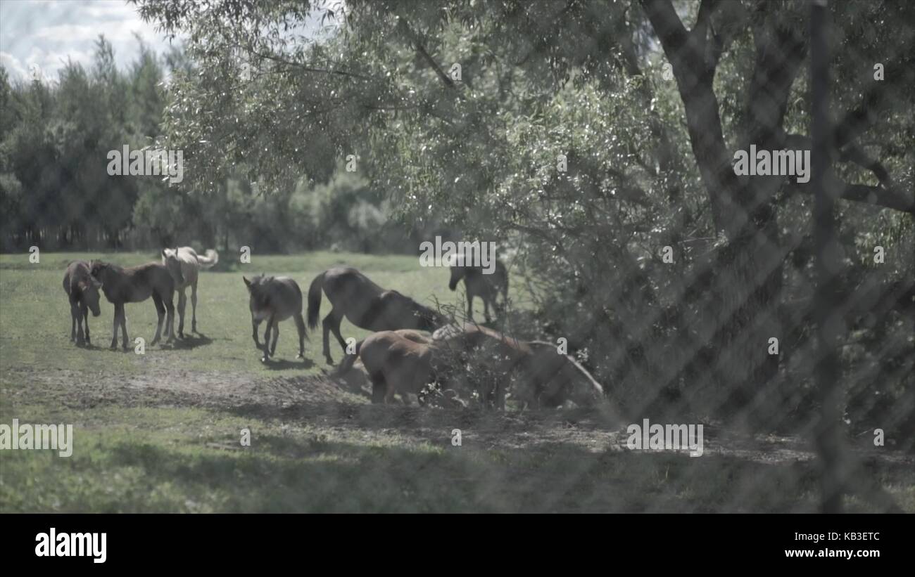 Bestiame bovino nel Corral. Cavalli che mangiano l'erba all'interno del Corral. Un cavallo grazes è un pascolo Foto Stock