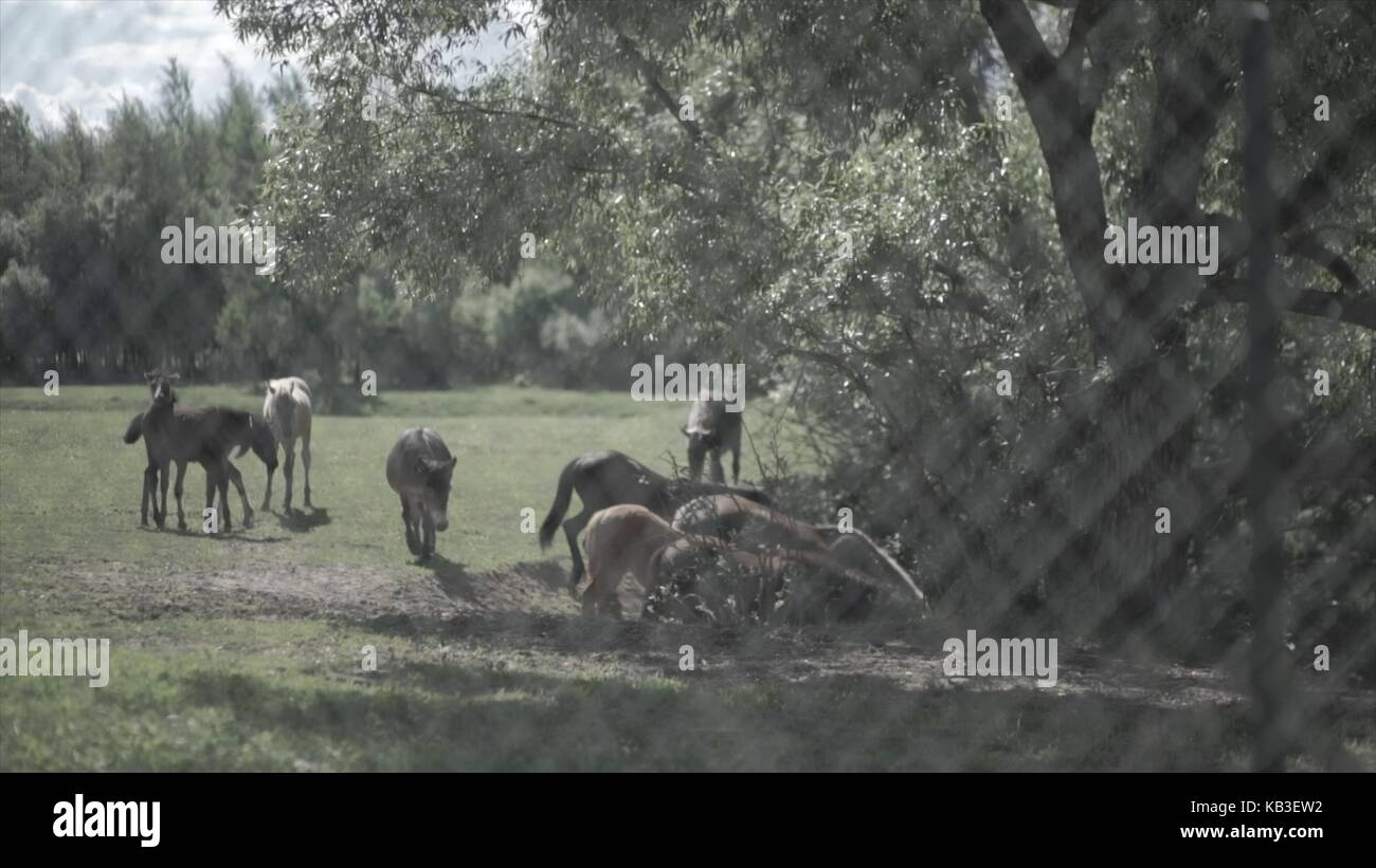 Bestiame bovino nel Corral. Cavalli che mangiano l'erba all'interno del Corral. Un cavallo grazes è un pascolo Foto Stock