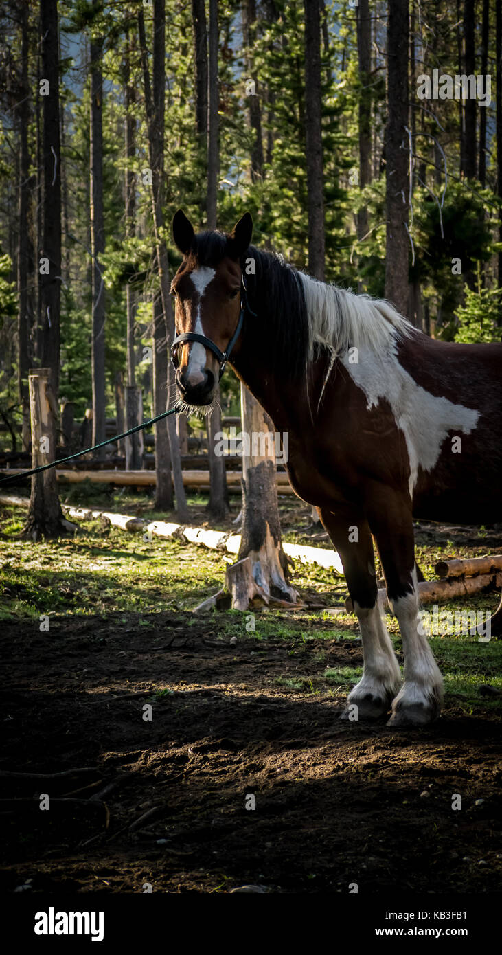 Bella marrone e bianco paint horse cercando alert in attesa legato in una foresta corral. (British Columbia, Canada) Foto Stock