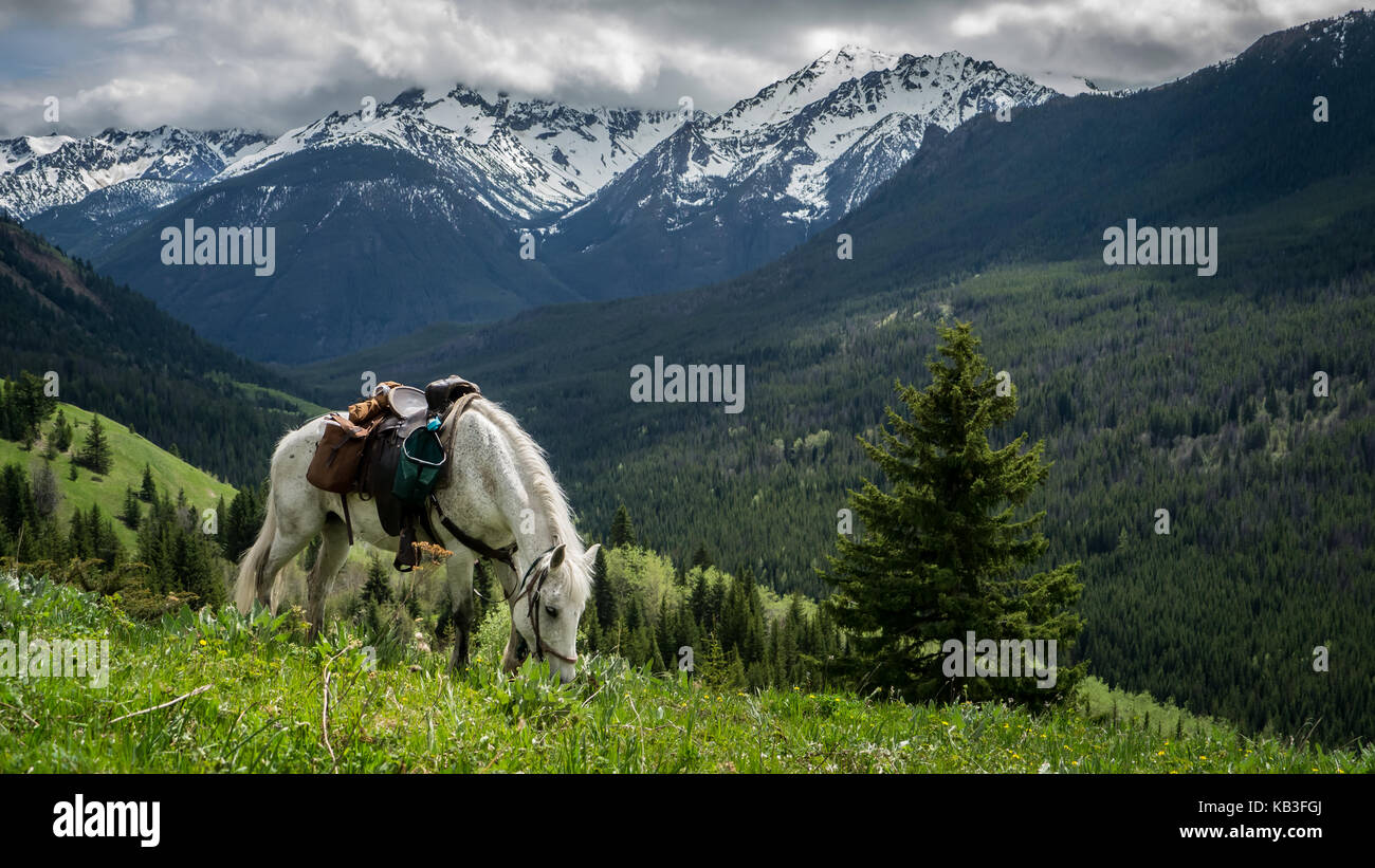 White Horse pascolare nei prati alpini in primavera. Visualizzare nuovamente verso la gamma dickson. (Sud chilcotin mountain park, BC, Canada) Foto Stock