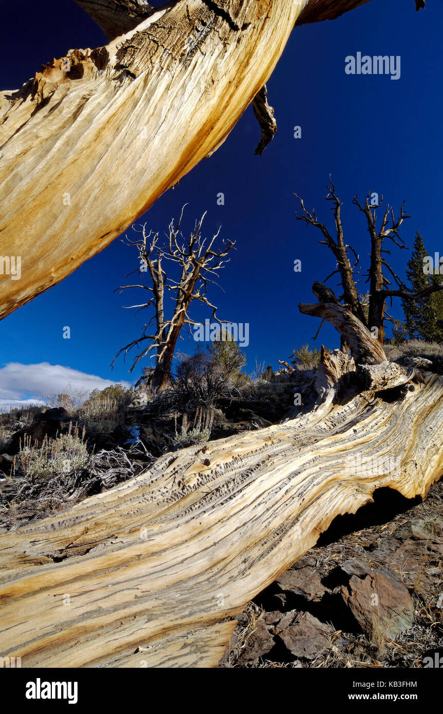 Bristlecone pines nelle White Mountains, USA, Foto Stock