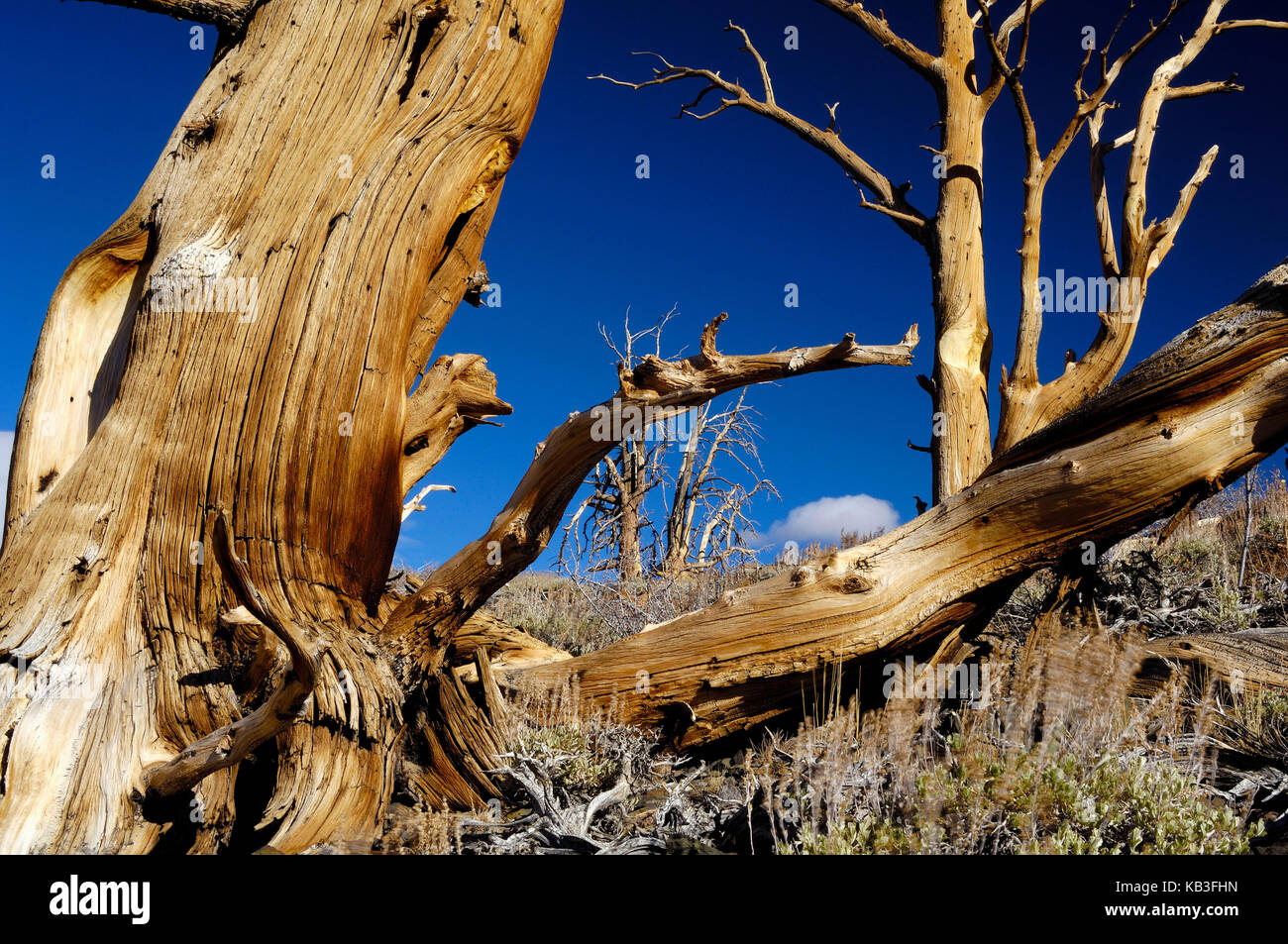 Pini di setole nelle Montagne bianche, negli Stati Uniti, Foto Stock