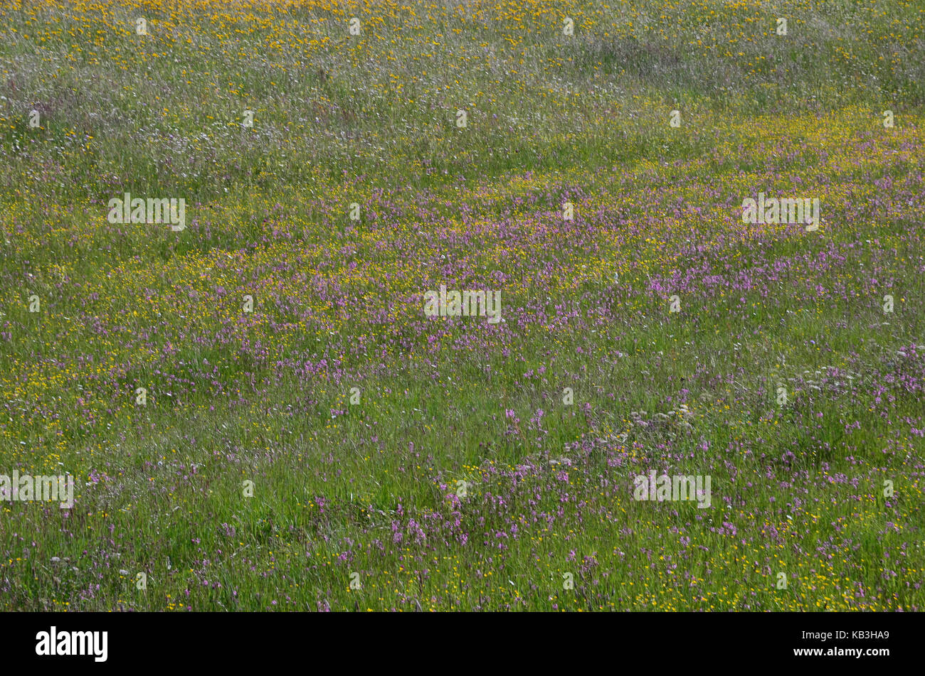 In Germania, in Baviera, la flora, i pascoli di montagna, fiori alpini, prato Foto Stock