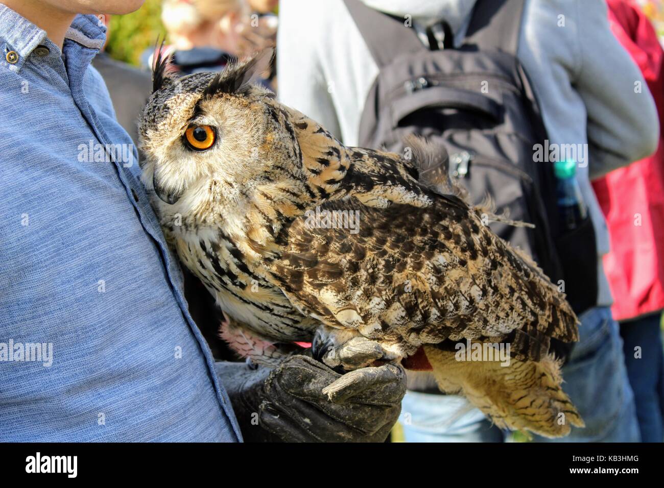 Il gufo seduto sul guanto di falconeria al festival della ricostruzione storica. Foto Stock