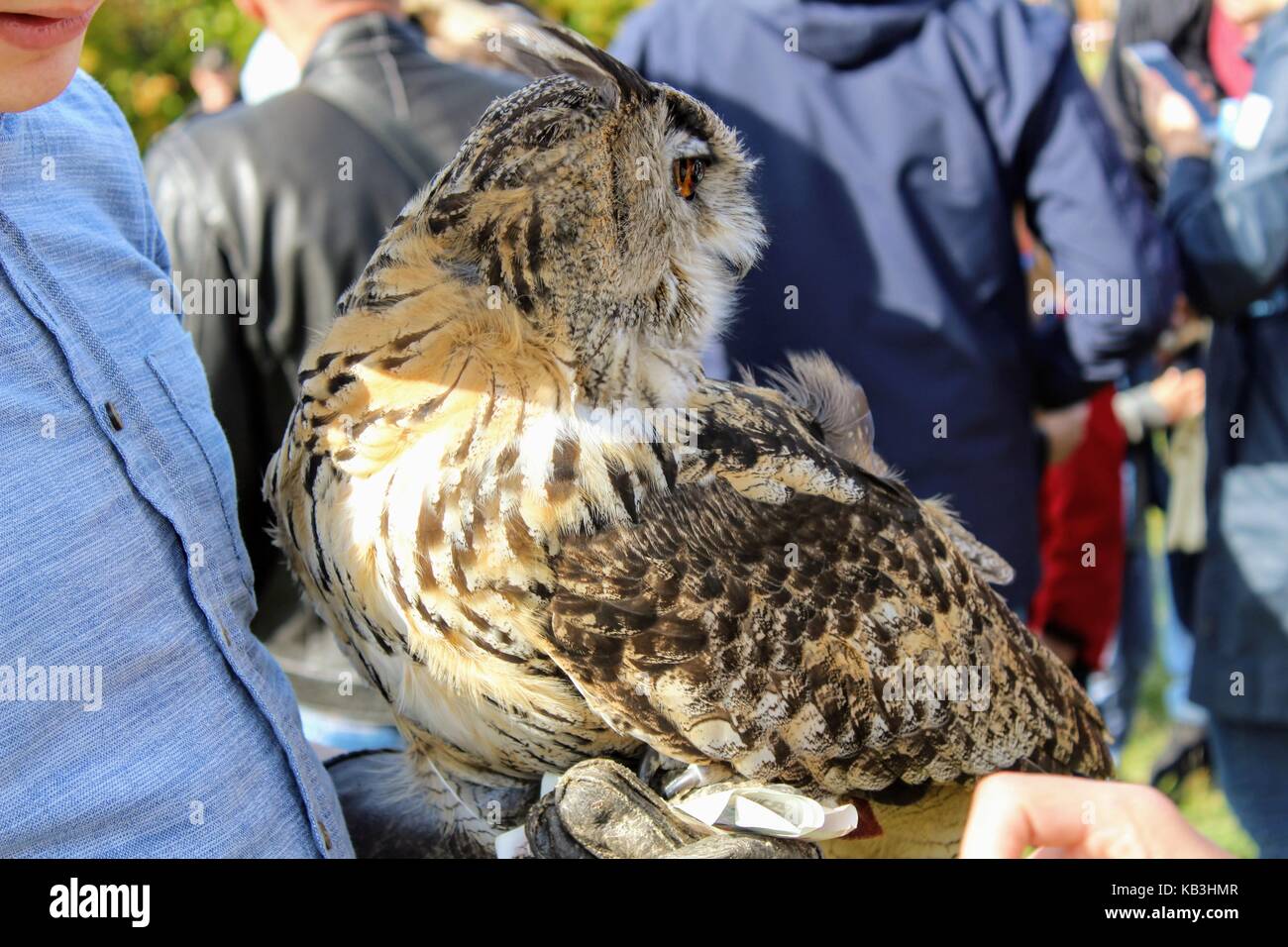 Il gufo seduto sul guanto di falconeria al festival della ricostruzione storica. Foto Stock