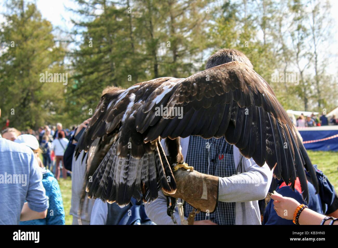 16 settembre 2017 di Tula, Russia - Il militare internazionale e festival storici 'kulikovo campo': eagle seduta sul guanto di falconeria. Foto Stock