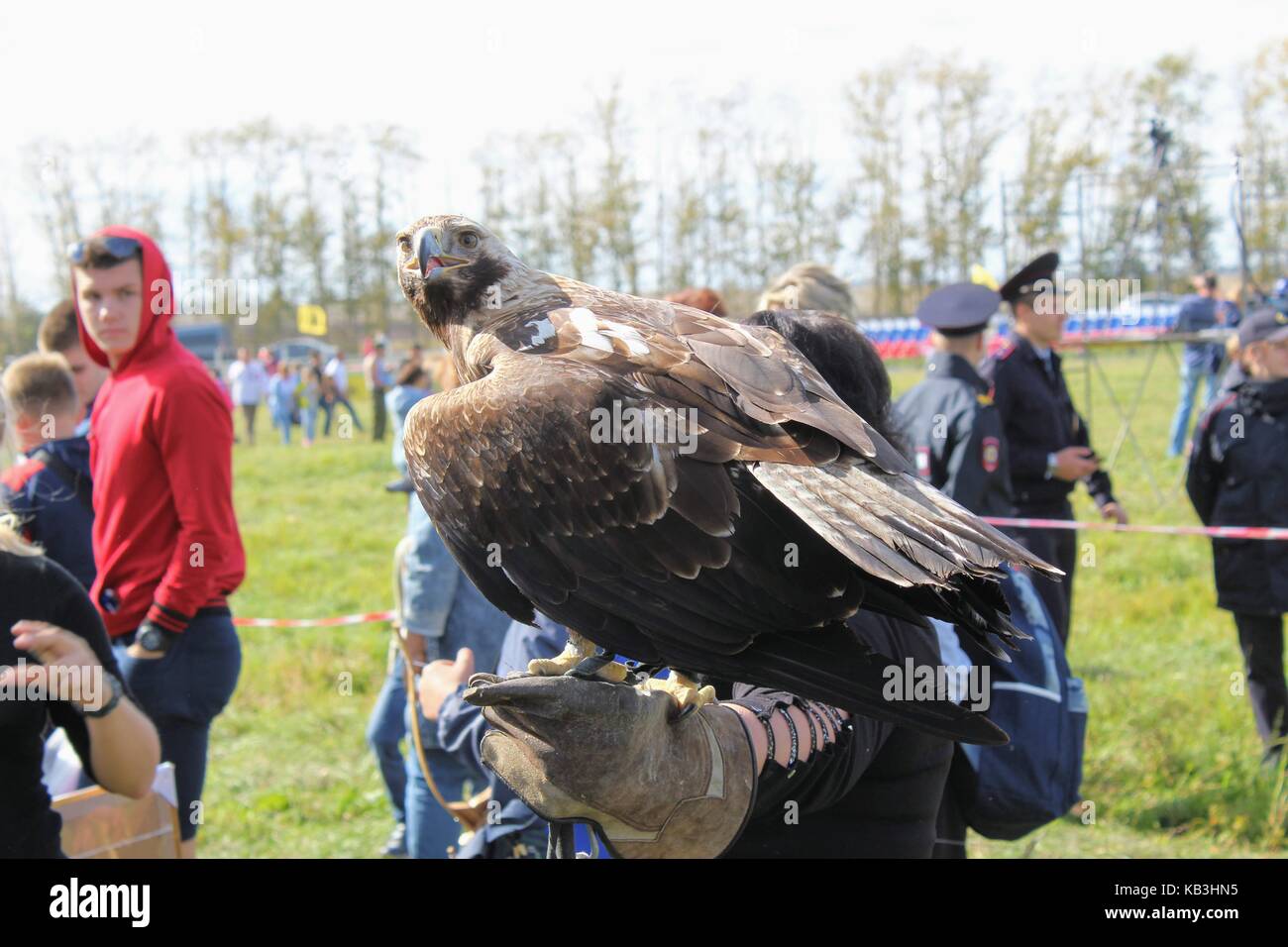 16 settembre 2017 di Tula, Russia - Il militare internazionale e festival storici 'kulikovo campo': eagle seduta sul guanto di falconeria. Foto Stock