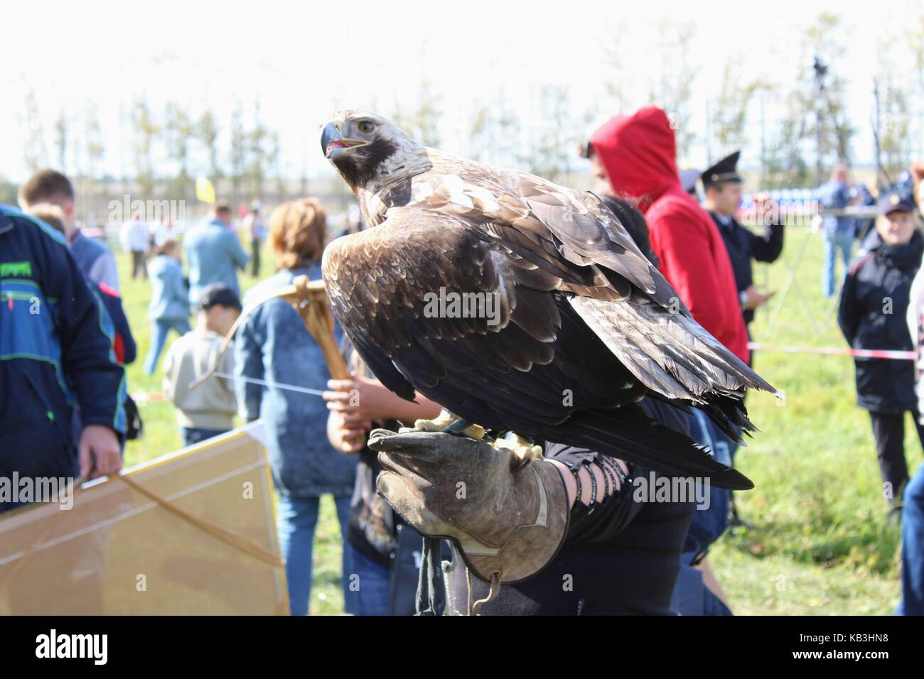 16 settembre 2017 di Tula, Russia - Il militare internazionale e festival storici 'kulikovo campo': eagle seduta sul guanto di falconeria. Foto Stock