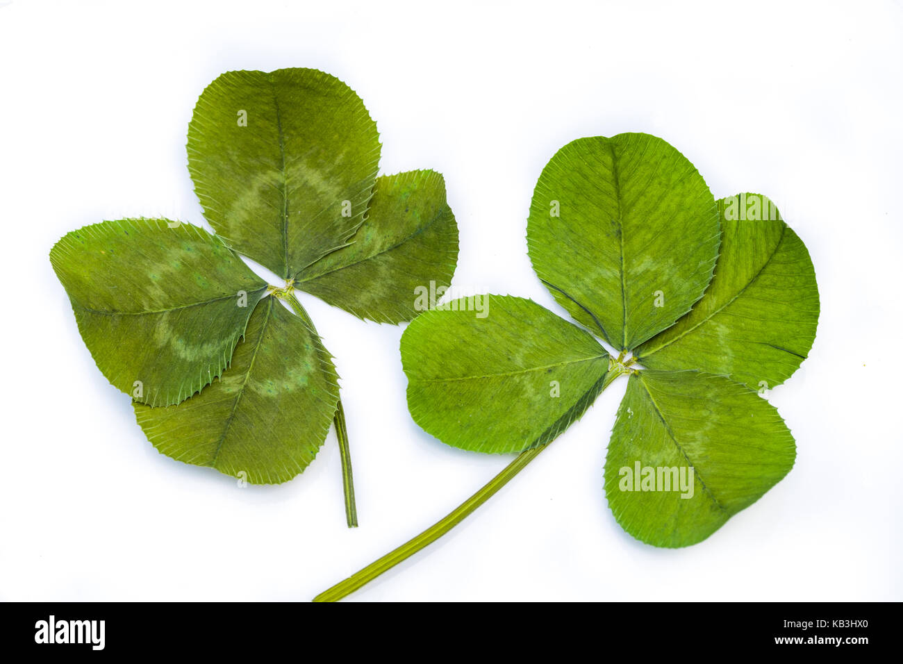 Primo piano orizzontale foto di due distinti verde foglia quattro trifogli su uno sfondo bianco Foto Stock