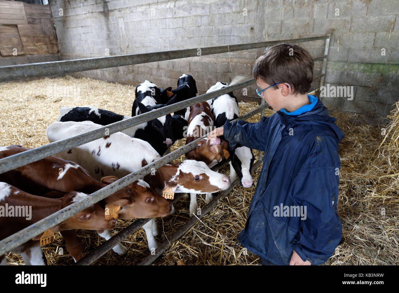 Francia, Finisterre, Quimper, st thegonnec, allevamento di vacche da latte, veals Foto Stock