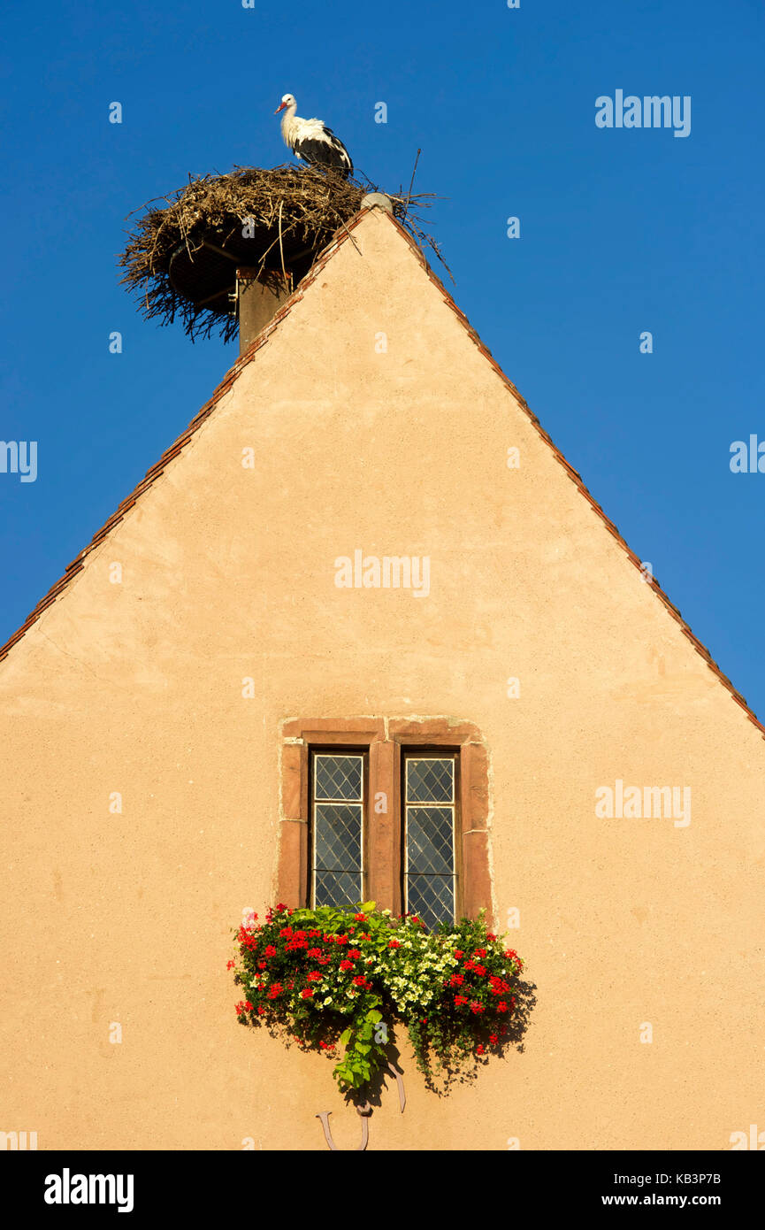 Francia, Haut Rhin, Alsazia strada del vino, Eguisheim, etichettati Les Plus Beaux Villages de France (i più bei villaggi di Francia), piazza Castello, il castello dei conti e il suo bianco nido di cicogna Foto Stock