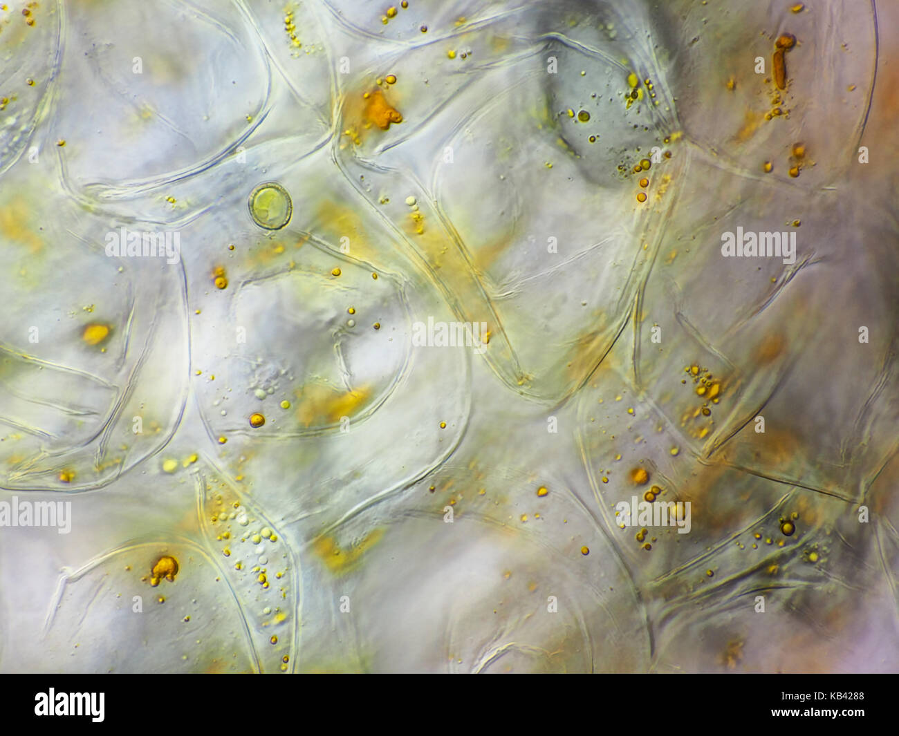 Polline microscopio ottico immagini e fotografie stock ad alta ...