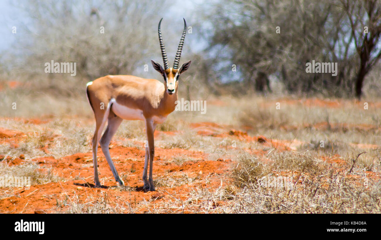 Impala che posano per una foto Foto Stock