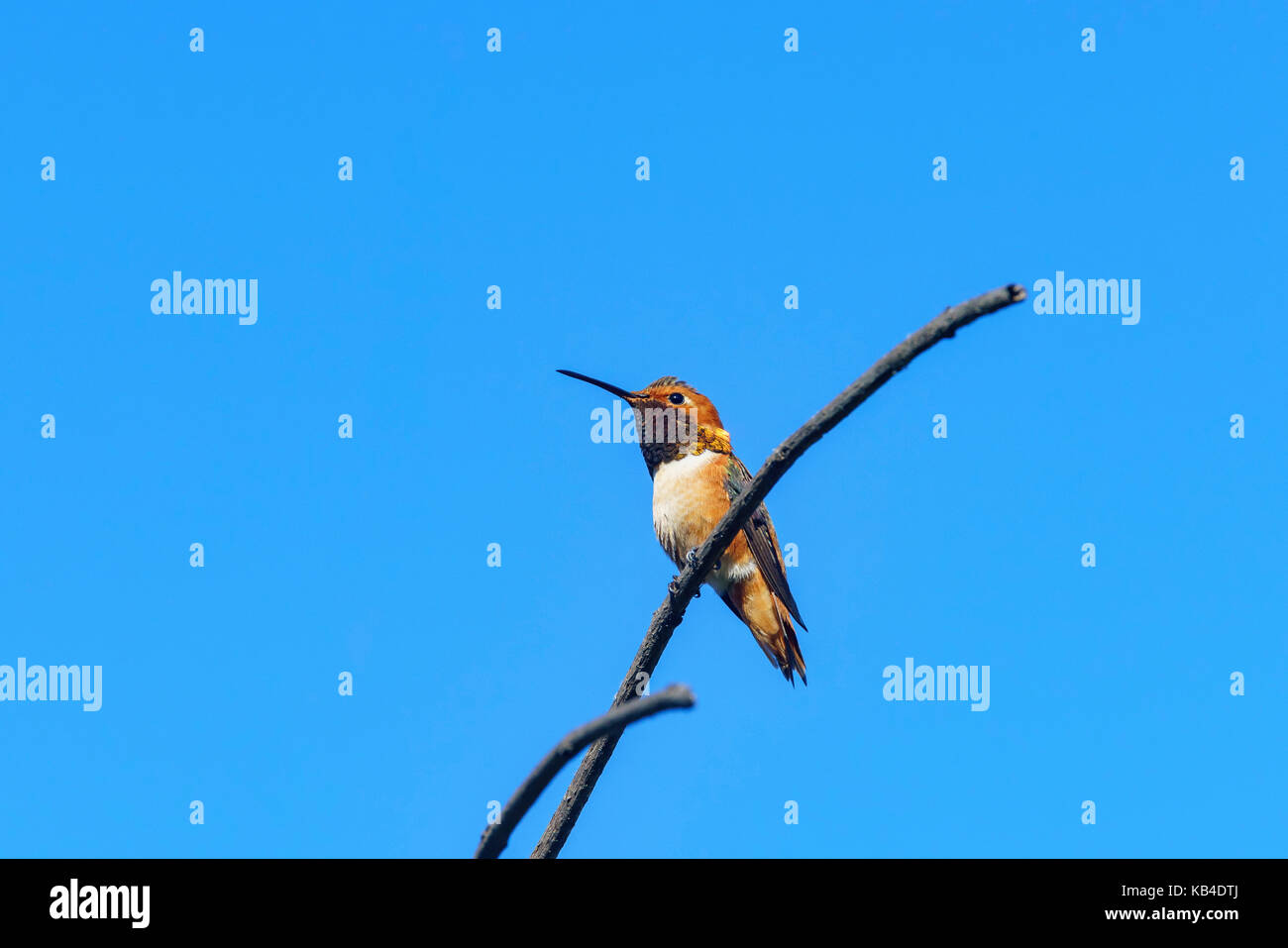 Piccolo maschio carino Rufous Hummingbird seduto su un brunch, visto a Los Angeles, California, Stati Uniti Foto Stock