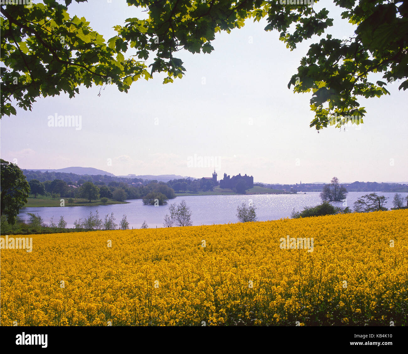 Una molla di pacifica scena verso Linlithgow Palace attraverso campi colorati di semi di colza e di ravizzone, West Lothian, Scozia centrale Foto Stock