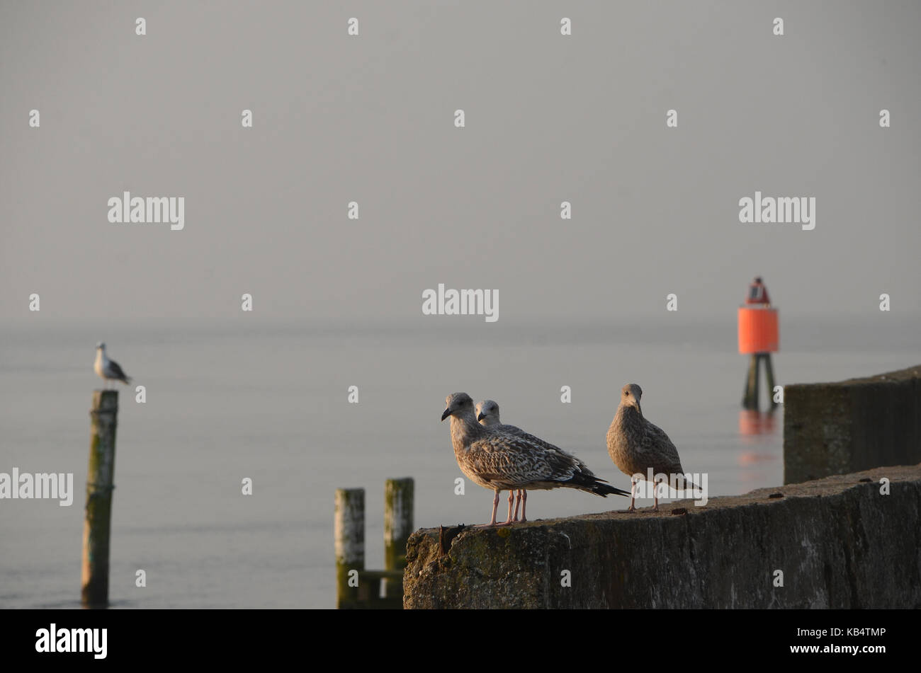 Situazione del porto con i gabbiani sul molo. Foto Stock