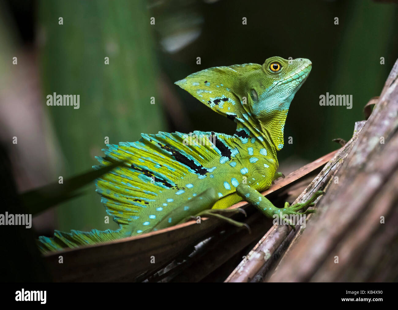 Maschio Adulto Piumati Basilisk O Verde Basilisco Basiliscus Plumifrons Nella Foresta Di Mangrovie Costa Rica Il Parco Nazionale Di Tortuguero Foto Stock Alamy