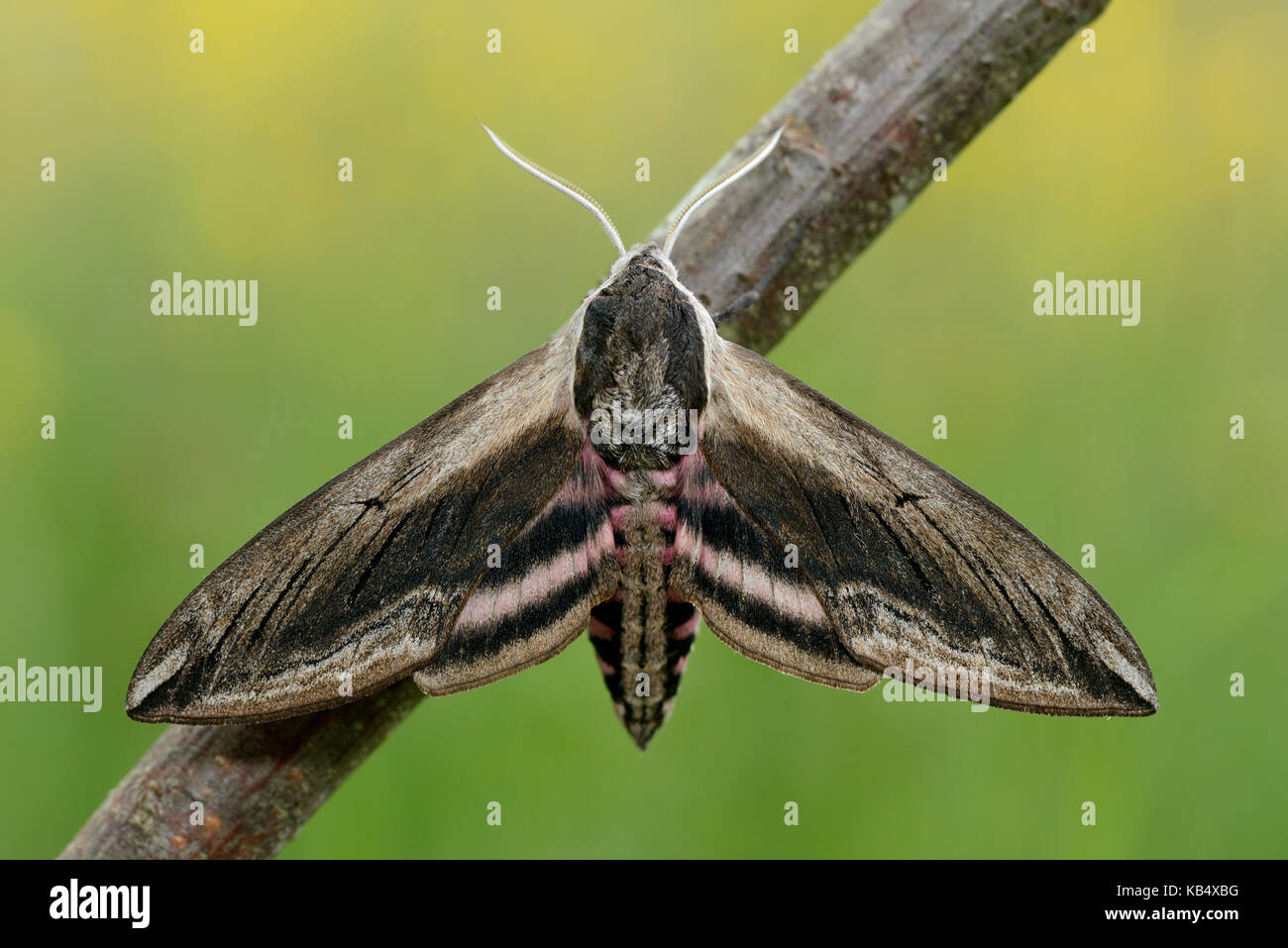 Ligustro hawk moth (sphinx ligustri) poggiante su un ramoscello, Inghilterra, lincolnshire Foto Stock