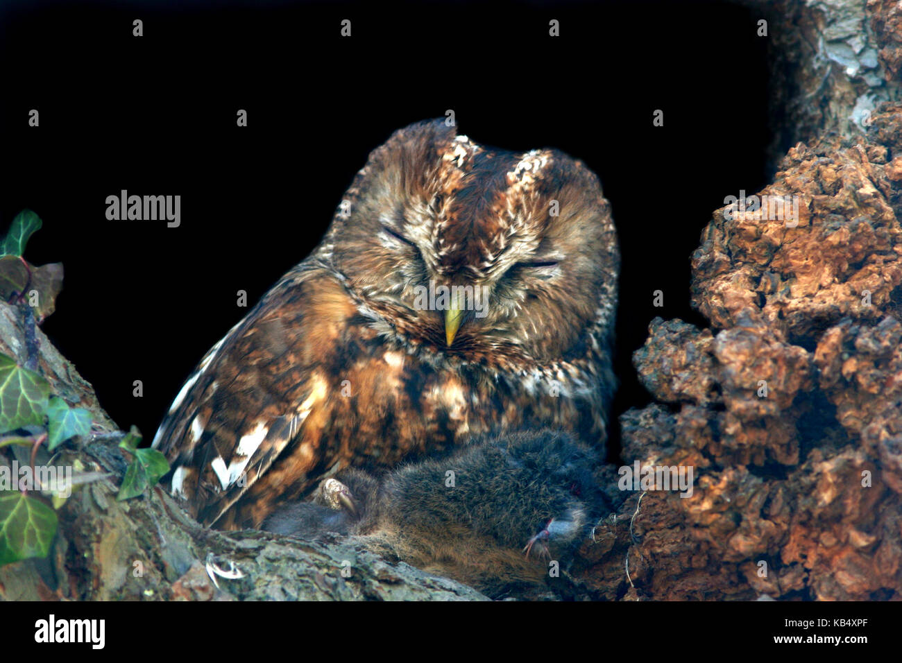 Allocco (Strix aluco) con un ratto marrone (Rattus norvegicus) come una preda, Paesi Bassi Utrecht Foto Stock