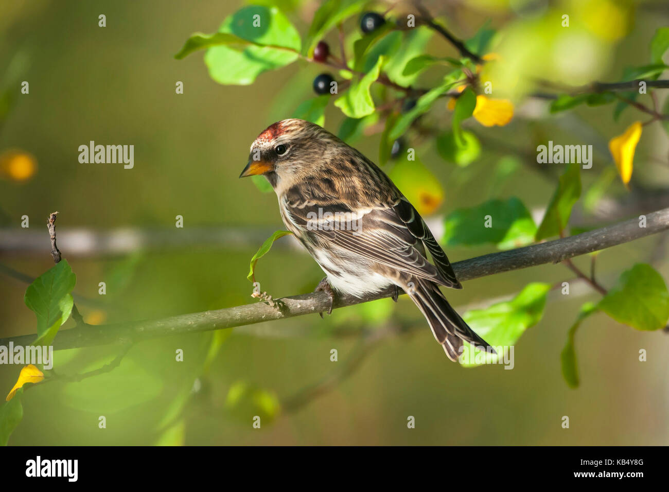 Redpoll comune o farinoso redpoll (acanthis flammea) appollaiato sul ramo di bush con frutti di bosco, Norvegia, Oppland, hov, randsfjorden Foto Stock