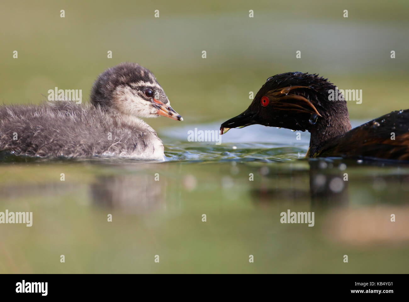 Nero-svasso collo(podiceps nigricollis) alimentazione dei giovani, Paesi Bassi noord-brabant Foto Stock