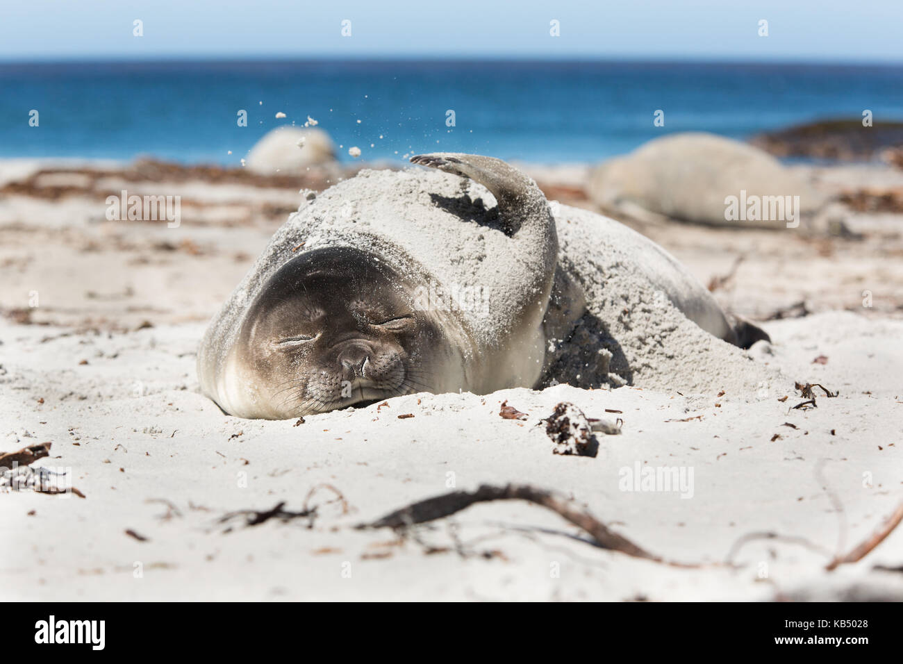 Guarnizione di elefante (mirounga leonina) giovani sulla spiaggia stessi di copertura in sabbia durante la stagione calda, Isole Falkland, Sea Lion Island Foto Stock