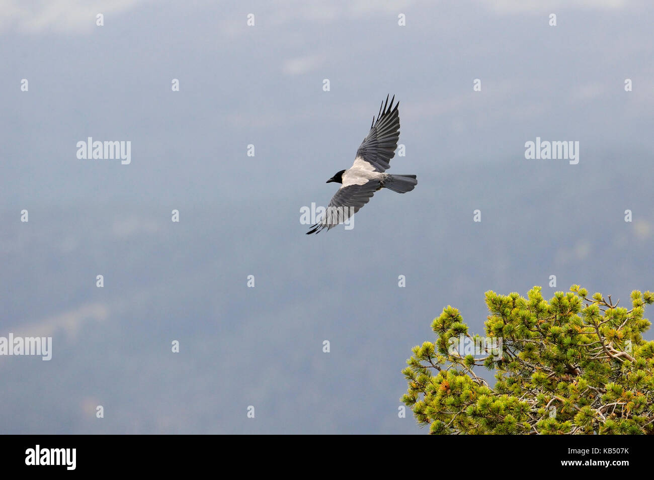 Carrion crow (Corvus corone cornix) in volo, l'uccello appena volato via dalla struttura ad albero, Norvegia buskerud, Hemsedal Foto Stock