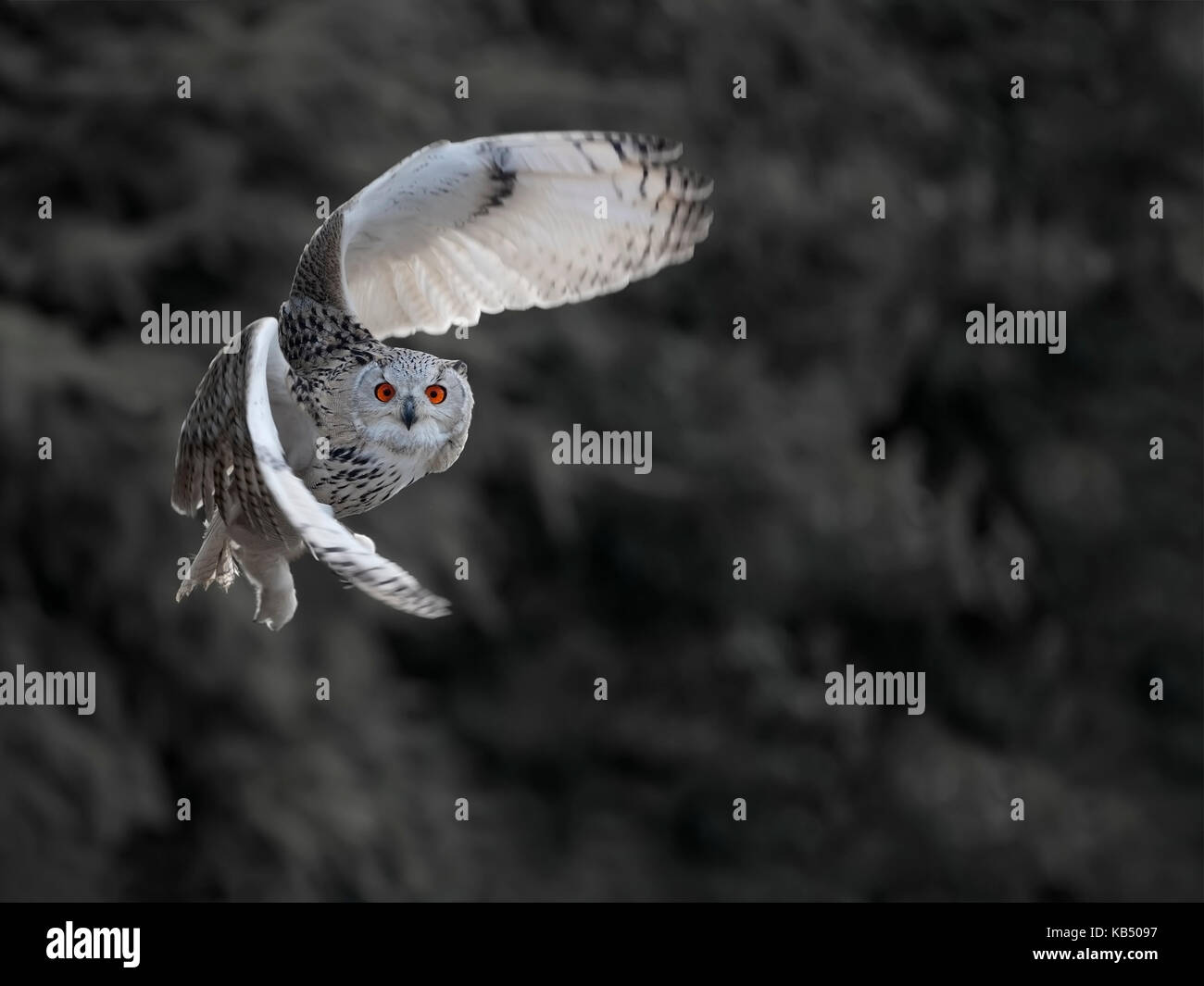 Siberian il gufo reale (Bubo bubo sibiricus) in volo verso la telecamera, Germania Foto Stock