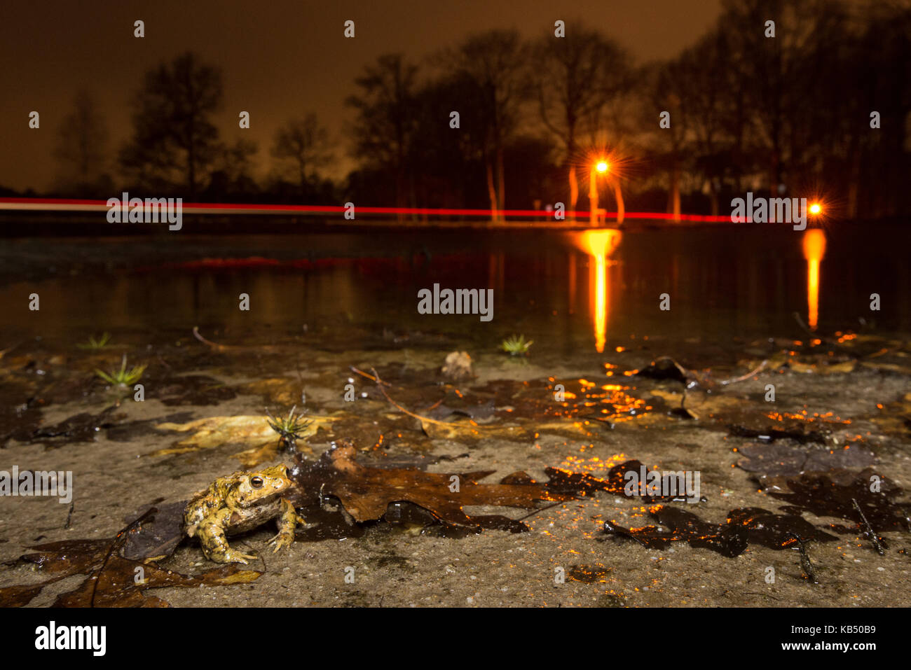 Il rospo comune (Bufo bufo) maschio vicino al bordo dell'acqua con una strada con le luci di strada in background e una vettura in movimento da, Paesi Bassi, Gelderland, overasseltse en haterse vennen Foto Stock