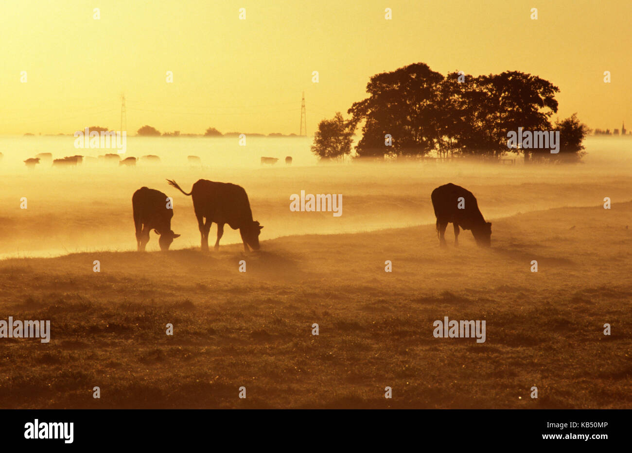 Gli animali domestici della specie bovina (Bos taurus domesticus) pascolare nel campo nebbioso di sunrise, europa Foto Stock