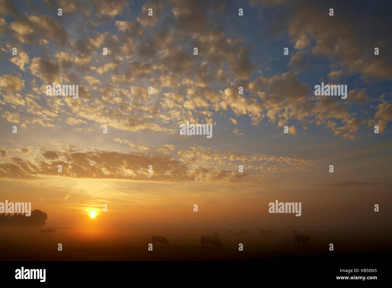 Gli animali domestici della specie bovina (Bos taurus) nel paesaggio nebuloso di sunrise, reeuwijk, South Holland, Paesi Bassi Foto Stock