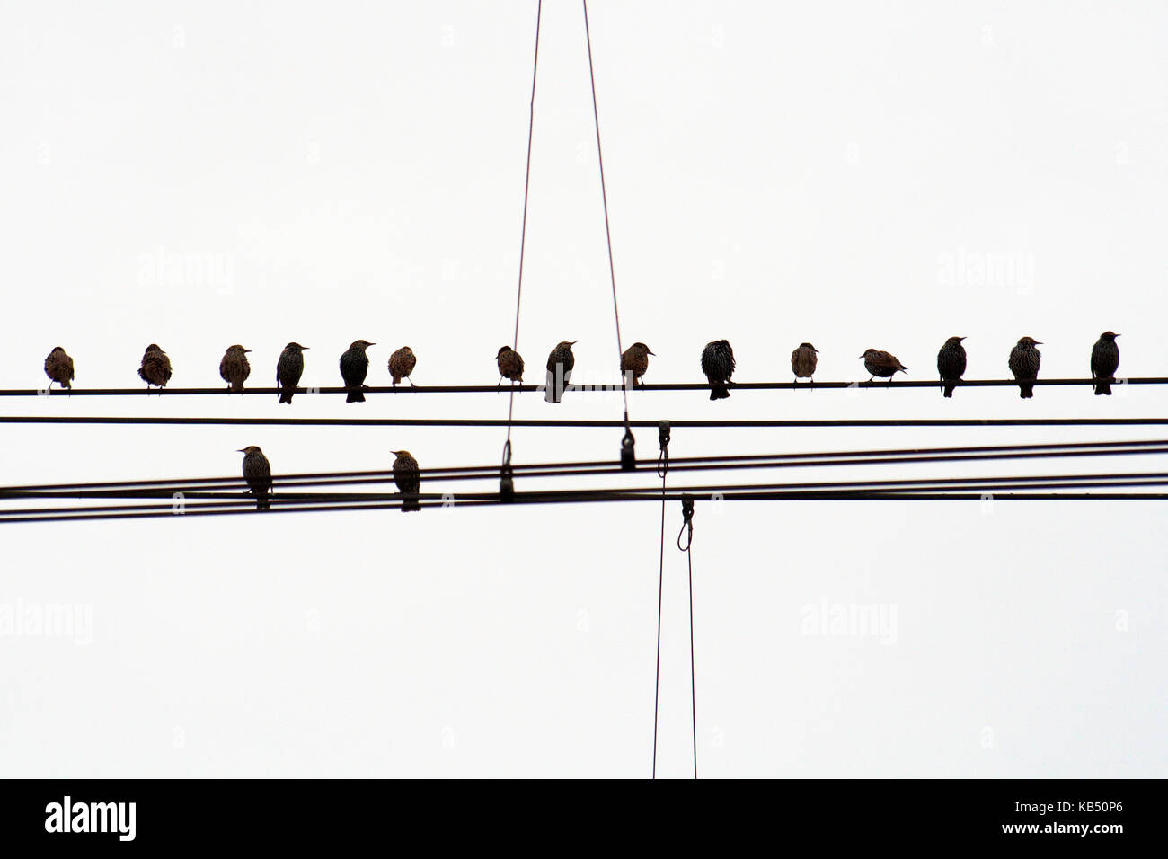 Starling comune (sturnus vulgaris) gruppo sul filo, Paesi Bassi Foto Stock