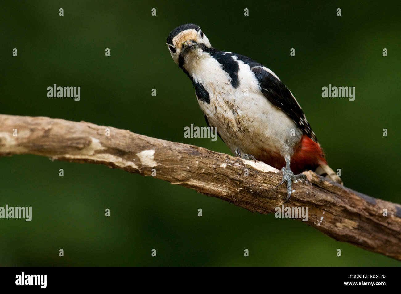 Picchio rosso maggiore (Dendrocopos major), Ungheria Foto Stock