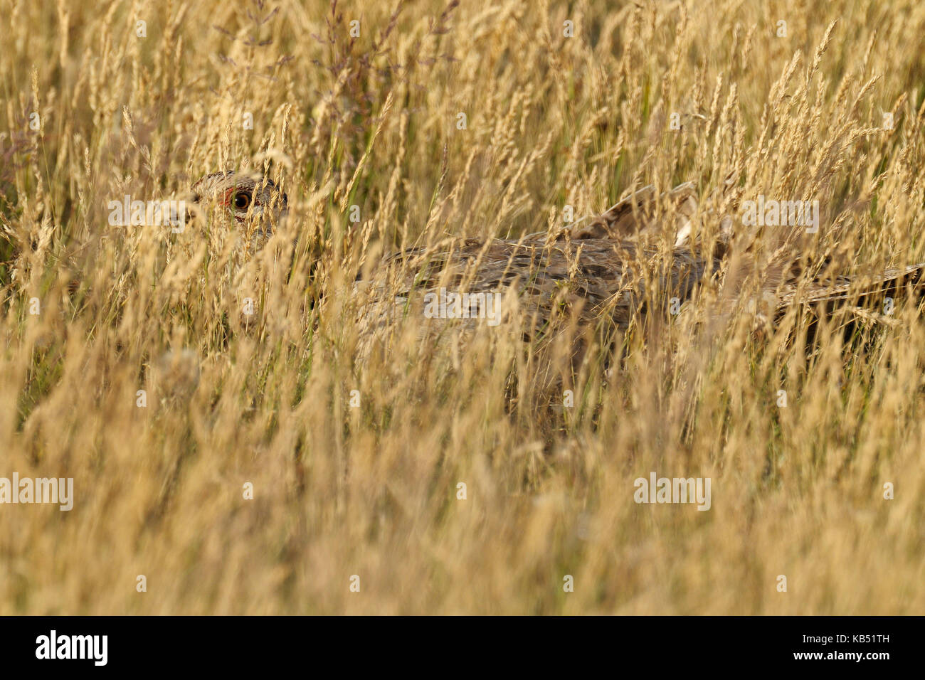 Anello-colli (fagiano Phasianus colchicus) femmina nascondendo in erba, Ungheria Foto Stock