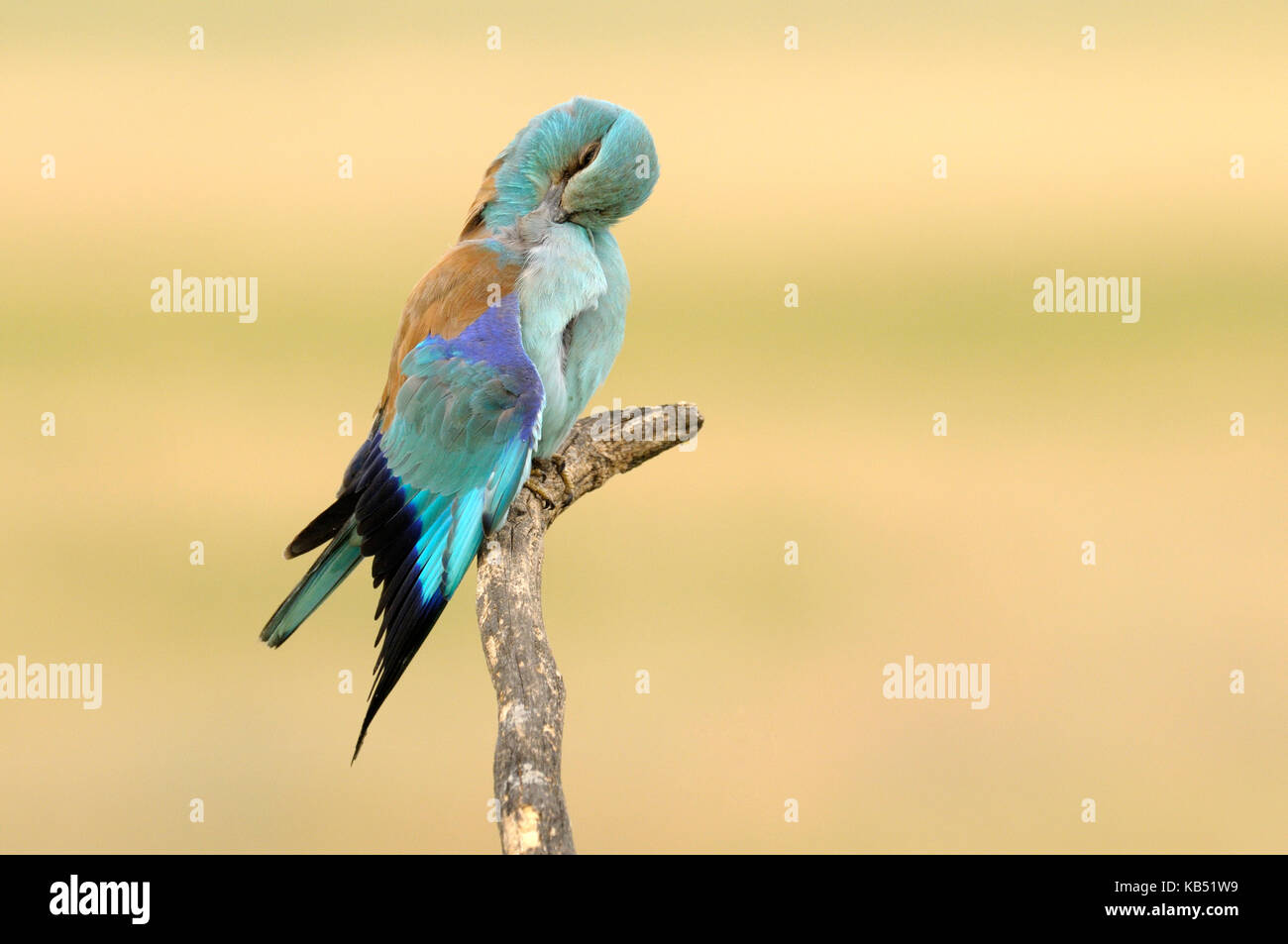 Rullo indiano (coracias benghalensis) preening, Ungheria Foto Stock