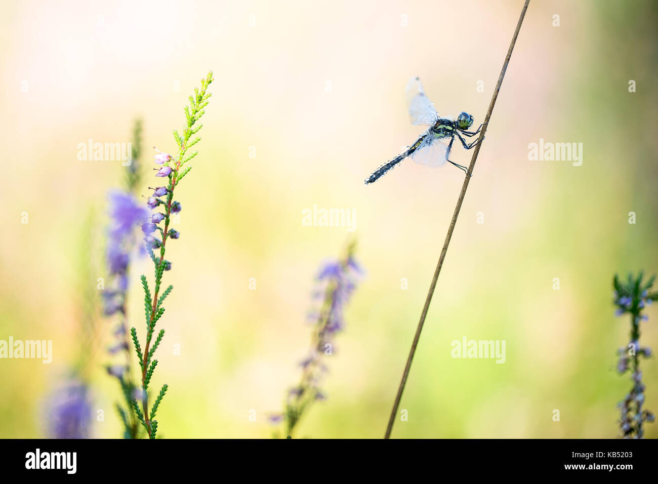 Nero (darter sympetrum danae) sul comune di fioritura heather (Calluna vulgaris) in attesa che il sole, Paesi Bassi noord-Brabant, strijbeekse heide Foto Stock