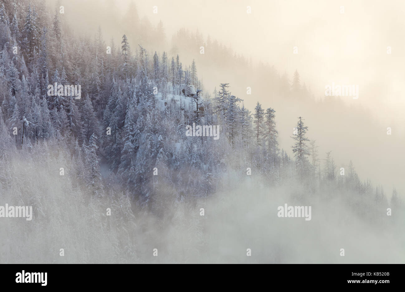 Coperto nebbia i pendii della montagna durante la stagione invernale in cascata del nord del parco nazionale, Washington. Foto Stock