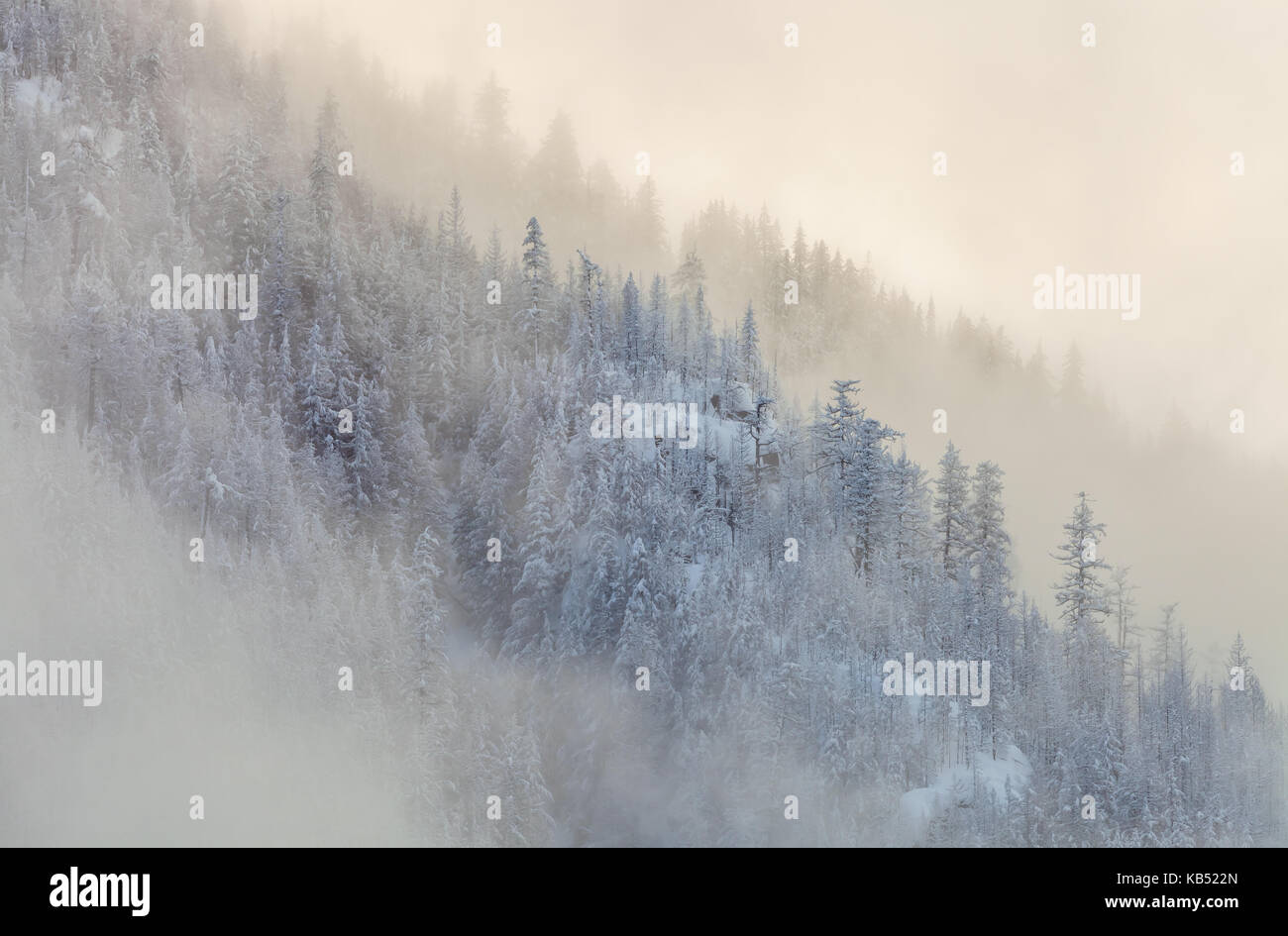 Coperto nebbia i pendii della montagna durante la stagione invernale in cascata del nord del parco nazionale, Washington. Foto Stock