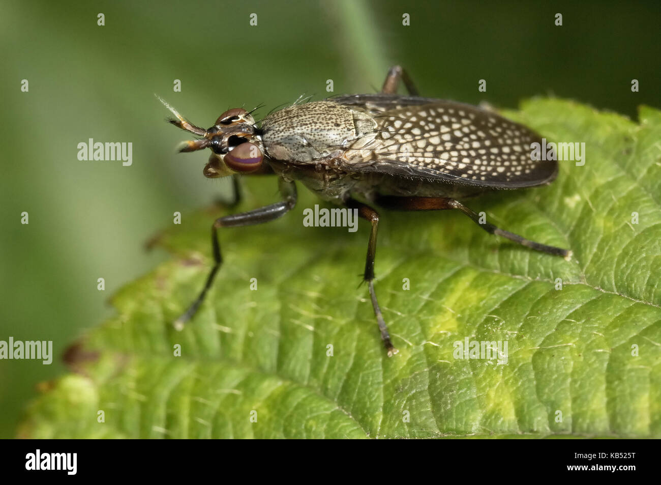 Lumaca-uccidendo fly (coremacera marginata) in appoggio su una foglia, Eesveen, Paesi Bassi Foto Stock