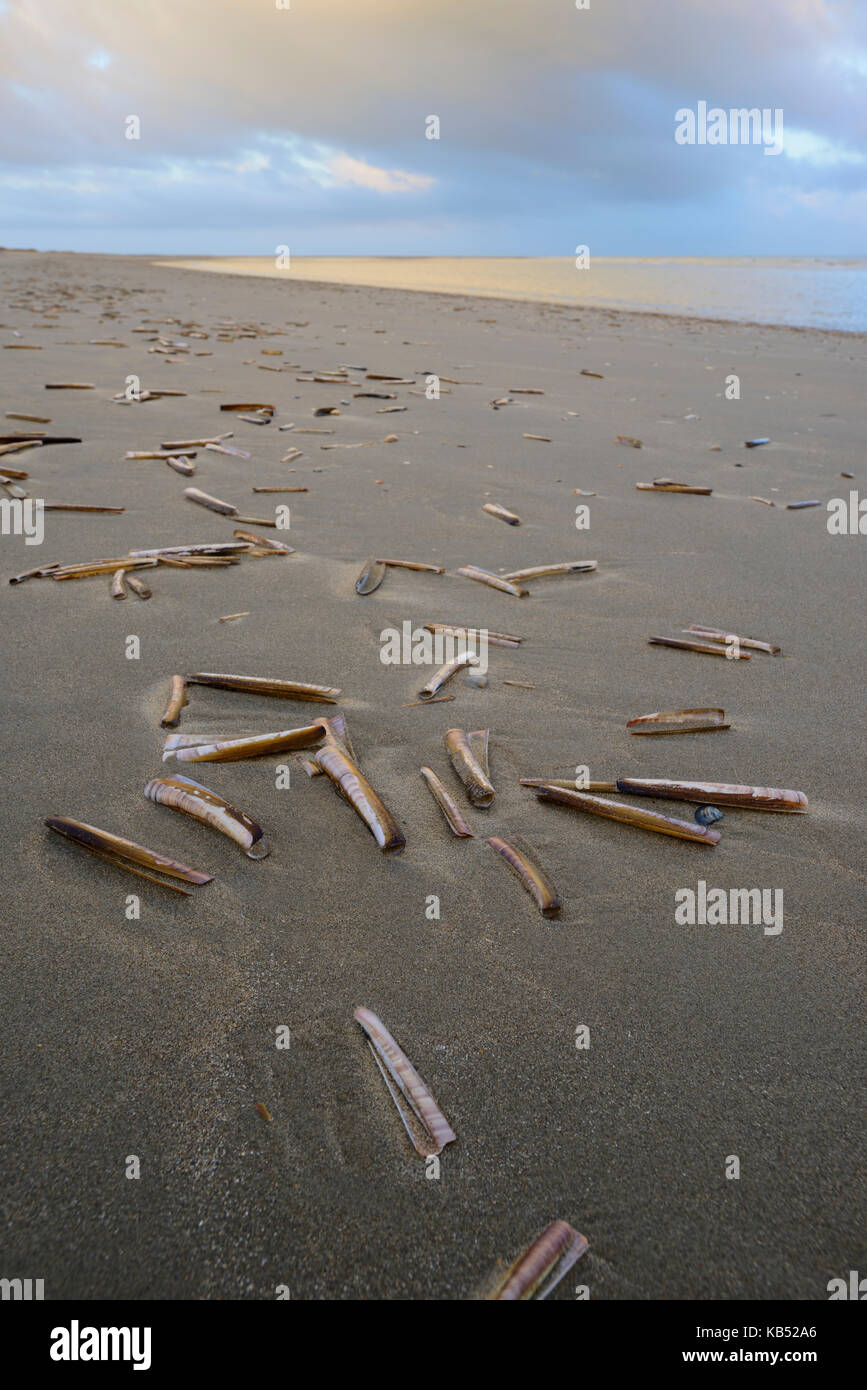 Atlantic ribaltarsi (Ensis directus) filamento, Paesi Bassi zuid-HOLLAND Foto Stock