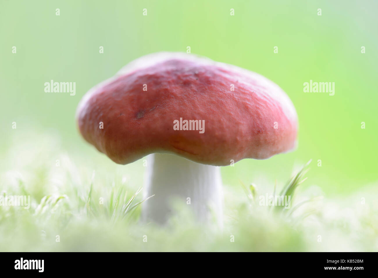 Il vomito (russula emetica russula) int permanente egli moss, Paesi Bassi noord-Brabant, WOUWSE PLANTAGE Foto Stock