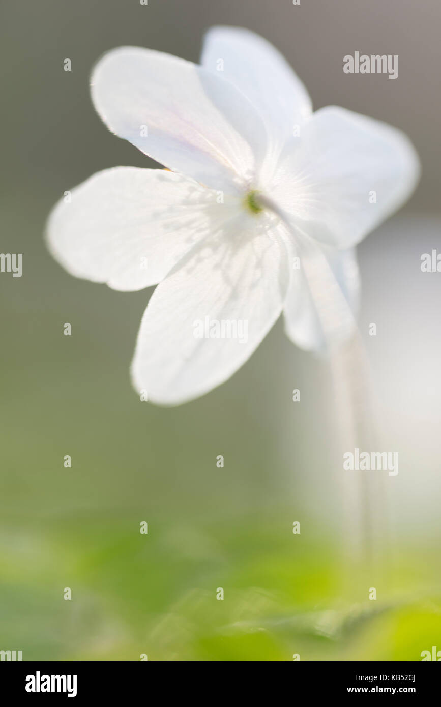 Legno (anemone Anemone nemorosa ,) fioritura, Paesi Bassi noord-Brabant, liesbos Foto Stock