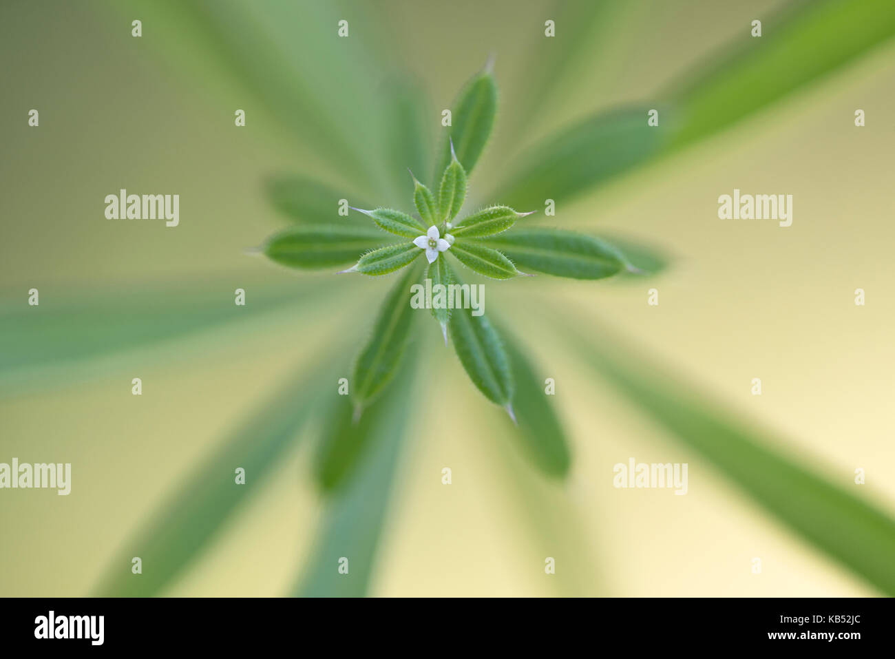 Sticky-willy (Galium aparine) fioritura, Paesi Bassi noord-brabant Foto Stock