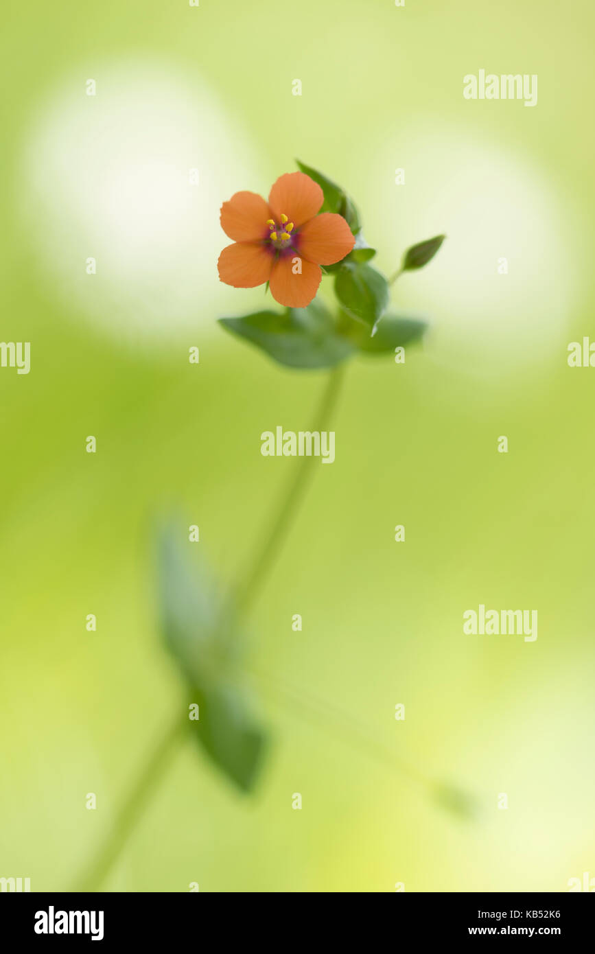 Scarlet pimpernel (anagallis arvense arvense) fioritura, Grecia ISOLE IONIE, Corfù Foto Stock