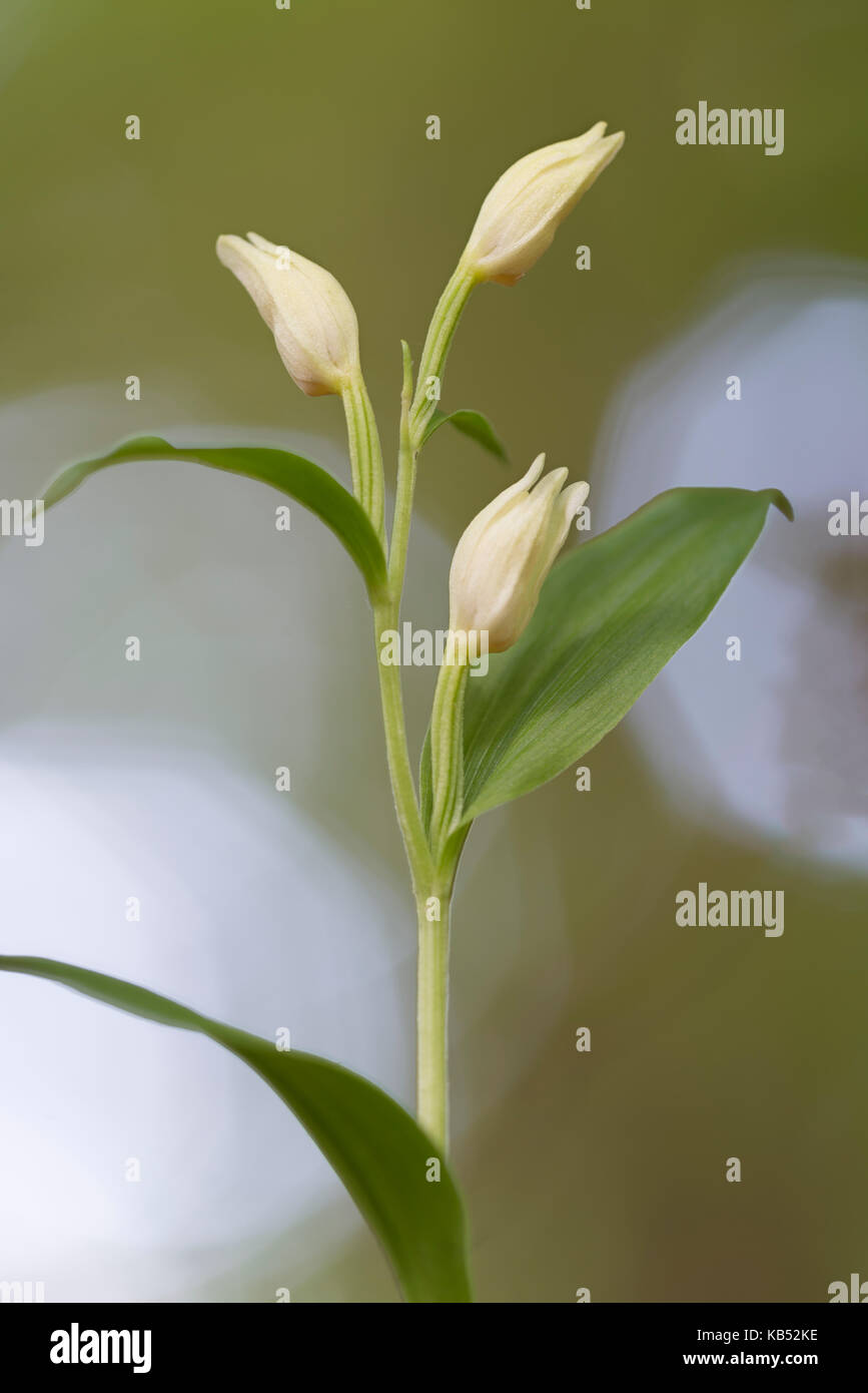 White helleborine (Cephalanthera damasonium) fioritura, in Germania, in RENANIA DEL NORD-VESTFALIA, eifel Foto Stock