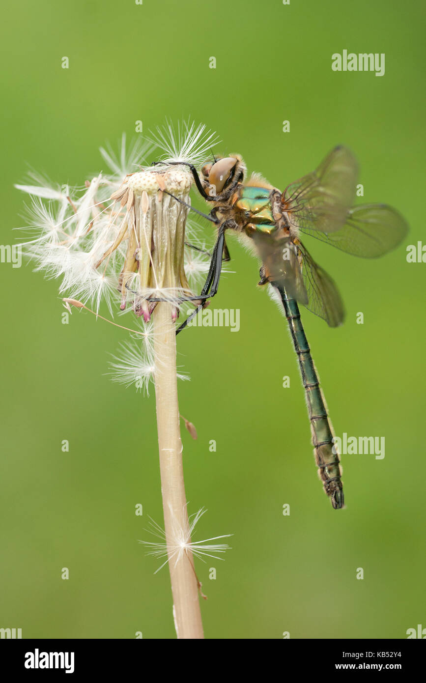 Roverella emerald ( cordulia aenea) appesi su un tarassaco (Taraxacum officinalis), Paesi Bassi Overijssel, kalenberg, weerriben Foto Stock