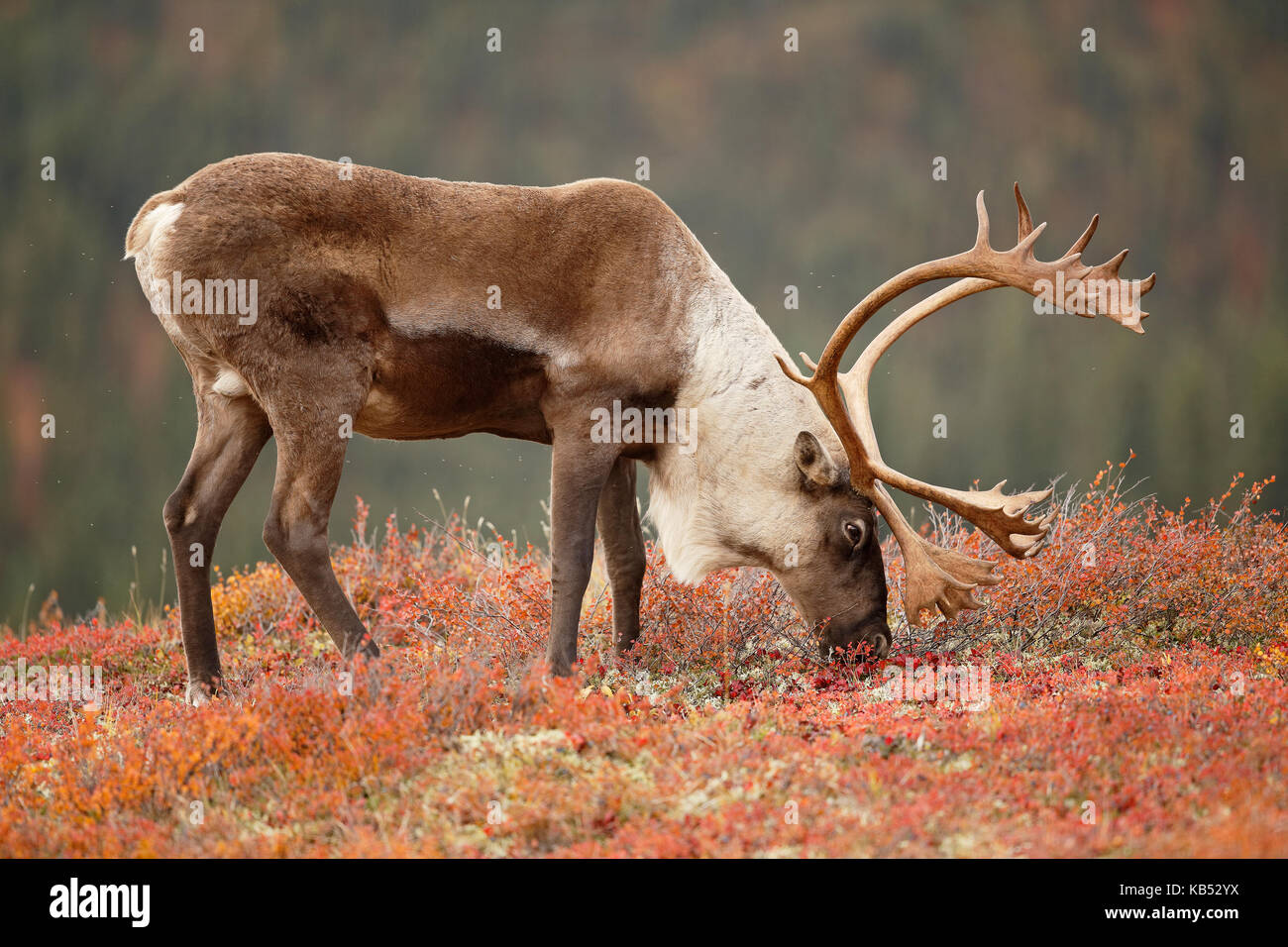 Caribou Coffee Company (rangifer tarandus) toro sulla tundra, mangiando la vegetazione, Stati Uniti, Alaska, parco nazionale e Riserva di Denali Foto Stock