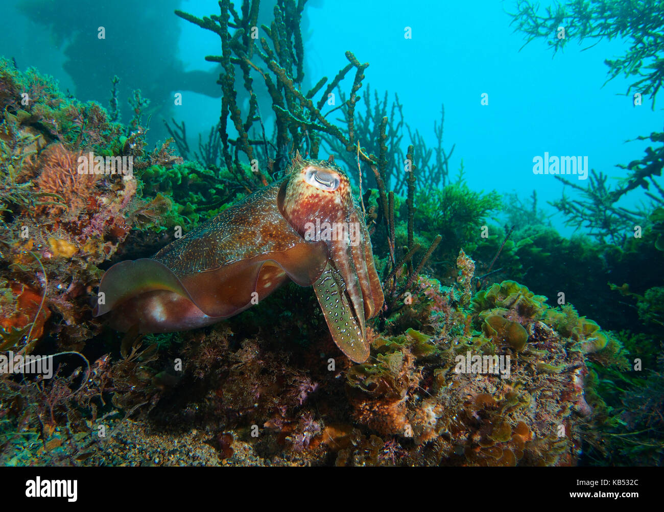 Australian Seppie (Sepia apama) guardando sul bordo, Australia, Sud Australia, Yankalilla, rapid bay jetty Foto Stock